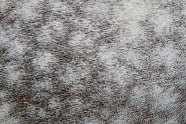 Fragment of a skin of a horse - Photo, Image