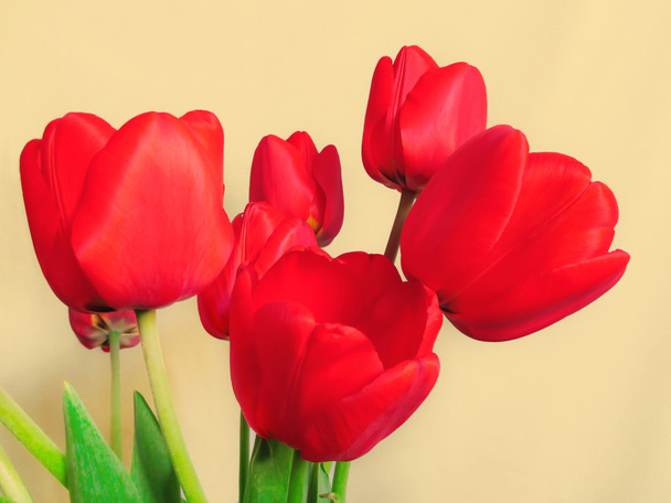 Bouquet of red tulips - Фото, зображення