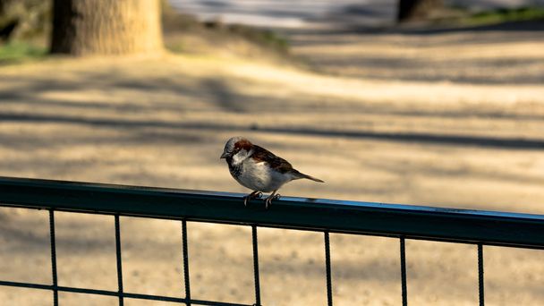 Pássaro de penas vermelhas fofinhas sentado na cerca
 - Foto, Imagem
