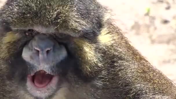  Maymun doğada - Video, Çekim