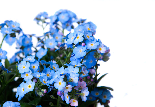 Unut beni-çiçeği  - Fotoğraf, Görsel