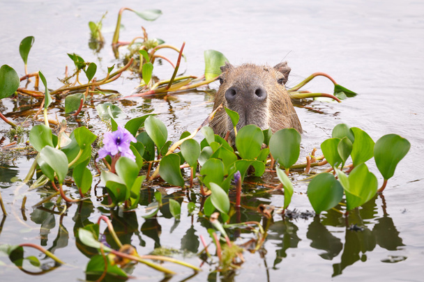 Capybara στο εθνικό πάρκο Esteros del Ibera, Αργεντινή - Φωτογραφία, εικόνα