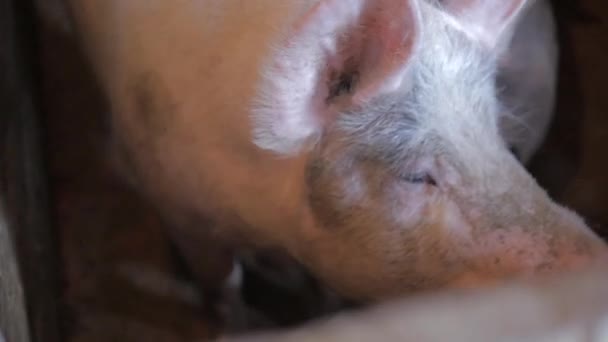 El cerdo gruñe en la pocilga
 - Imágenes, Vídeo