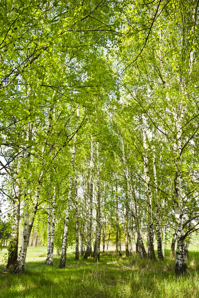  Birch Grove no início da primavera em um dia ensolarado
. - Foto, Imagem