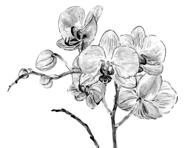 Hand drawing orchid flowers - Vector, Image