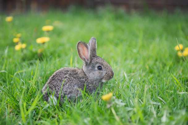 Kaninchen auf Spaziergang - Foto, Bild