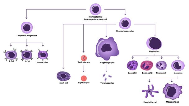 Esquema de tipos celulares de hematopoyesis
 - Vector, Imagen