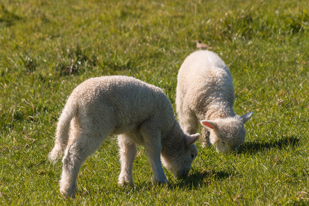 due agnelli appena nati al pascolo sul prato
 - Foto, immagini
