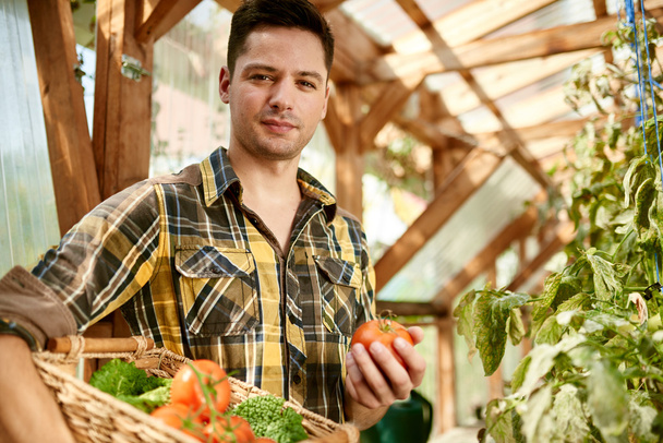 Friendly man harvesting fresh tomatoes from the greenhouse garden putting ripe local produce in a basket - Foto, Bild