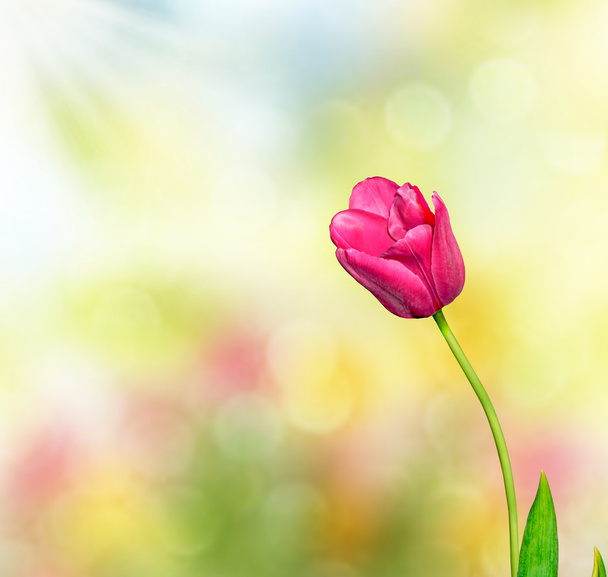 Spring landscape. beautiful spring flowers tulip - Photo, Image