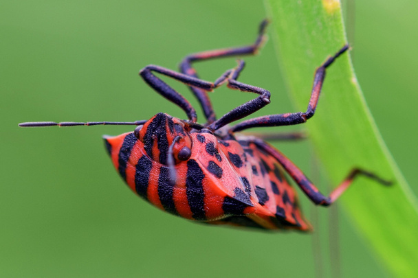 Rojo negro rayas escudo insecto
 - Foto, imagen