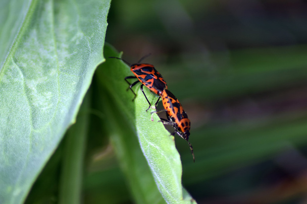Firebugs on leaf  - Photo, Image