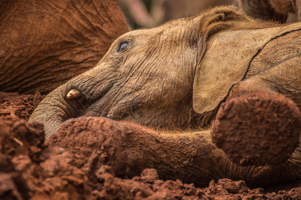 Um dos muitos jovens elefantes órfãos brincando na lama em Sh
 - Foto, Imagem