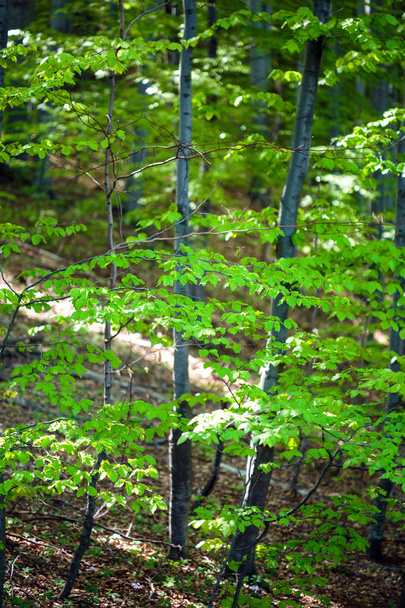 Young trees in a beech forest - Valokuva, kuva
