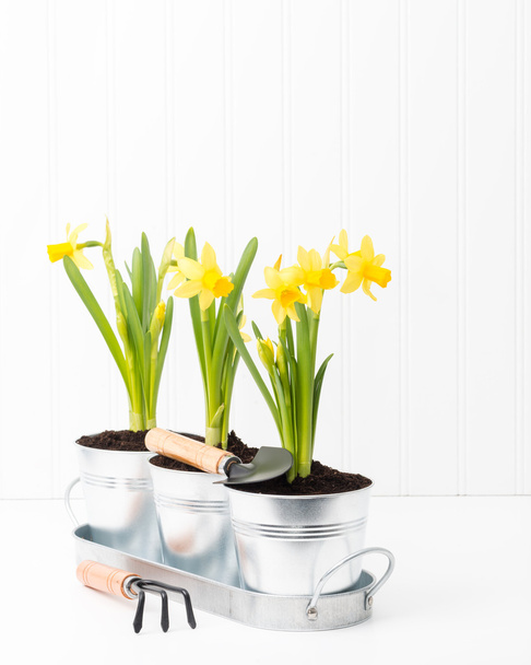 Květináč Narcis portrét - Fotografie, Obrázek