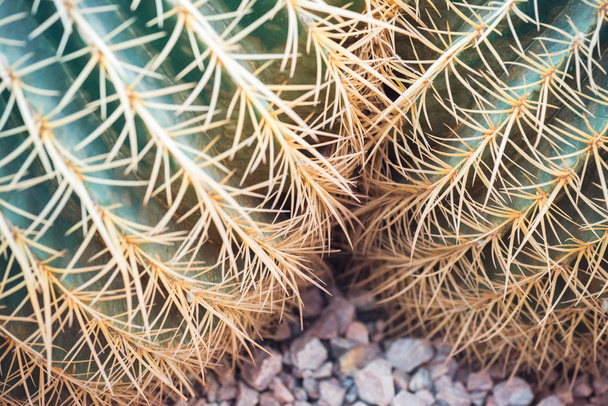 Cose up of two cactuces with long thorns. - Фото, изображение