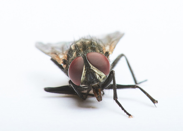 primer plano de la mosca
 - Foto, Imagen