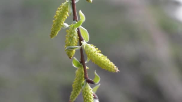 Small Beautiful Plant in the Wind - Filmmaterial, Video