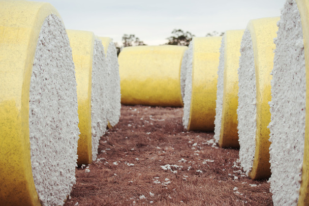 Balles de coton en Oakey, Queensland
 - Photo, image