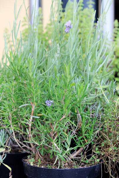 Fresh herbs in pots - Foto, afbeelding
