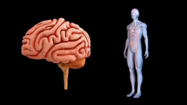 Анатомия мозга человека - Кадры, видео