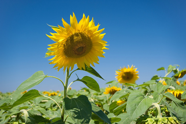 head of a sunflower on background sky - Photo, Image