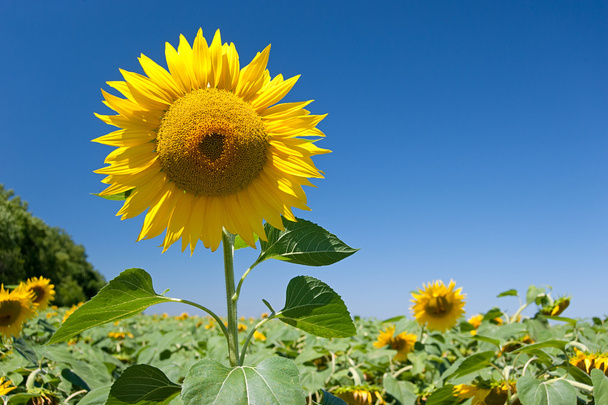 Kopf einer Sonnenblume auf dem Hintergrund Himmel - Foto, Bild
