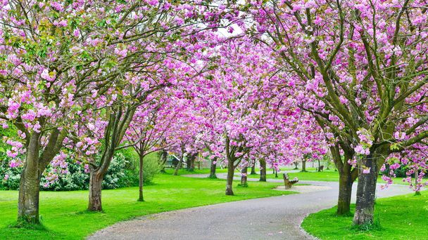 Camino de la flor de cerezo
  - Foto, Imagen