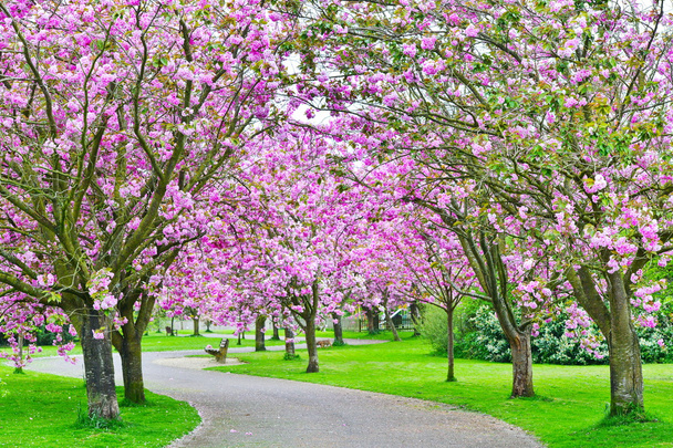 Chemin de la fleur de cerisier
  - Photo, image