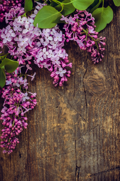 Lilac vertical background - Photo, Image