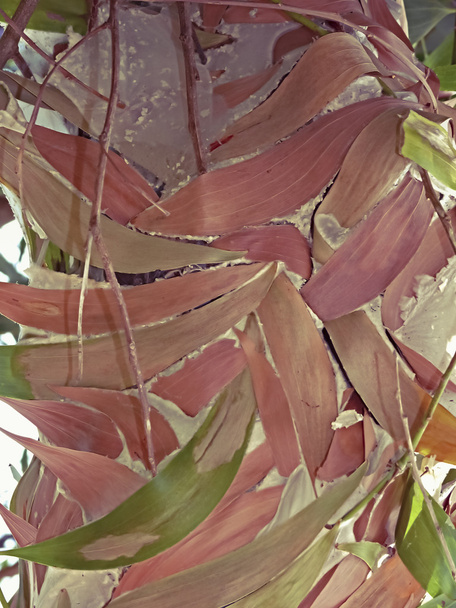 Огненные муравьи гнездо из листьев дерева
 - Фото, изображение