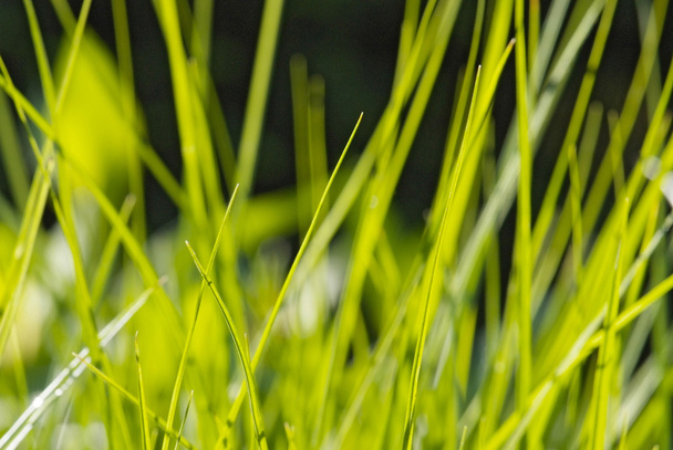 крупним планом молоді листя трави
 - Фото, зображення