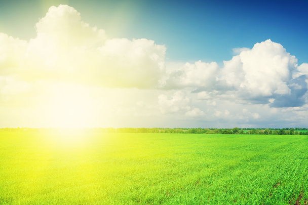 Зеленое травяное поле и голубое небо с облаками - Фото, изображение