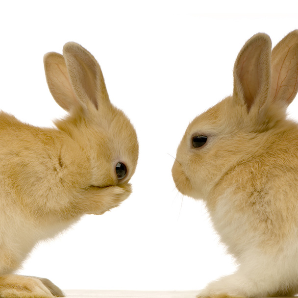 Conejos citas
 - Foto, imagen