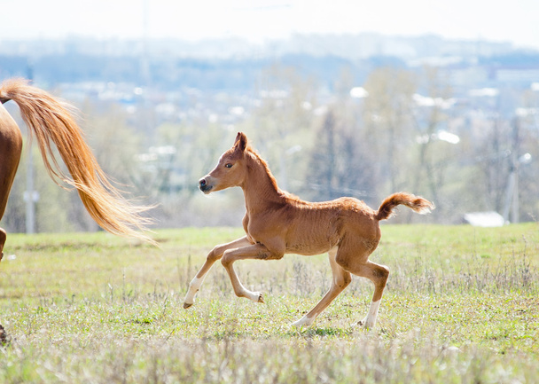 arabian foal running after his mother - Photo, Image