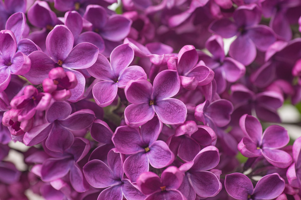 Closeup of purple lilac flower - Photo, Image