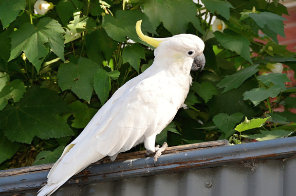 Wild White Sulphur-crested cockatoo parrot - Photo, Image