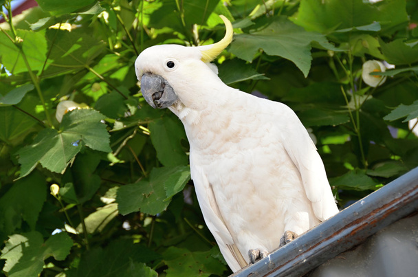 Wild White Sulphur-crested cockatoo parrot - Photo, Image