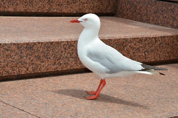 Белая чайка сидит на пирсе
 - Фото, изображение