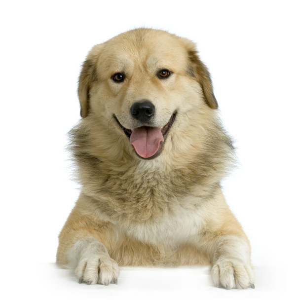 Anatolian Shepherd Dog in front of white background - Foto, afbeelding