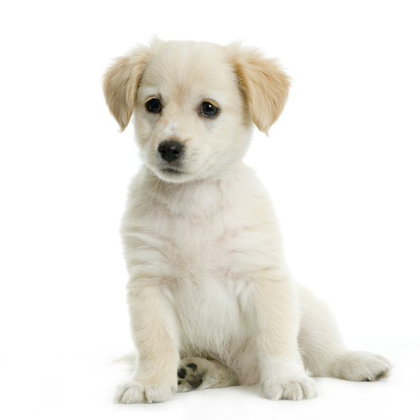 Labradorinnoutajan kerma
 - Valokuva, kuva