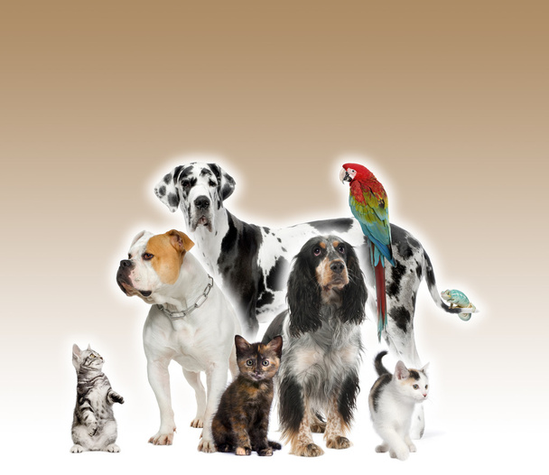 Grupo de mascotas de pie frente a fondo blanco y marrón, plano de estudio
 - Foto, Imagen