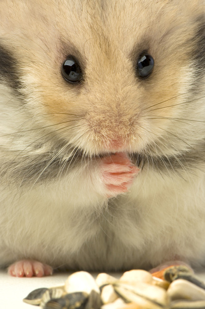 hamster
 - Foto, Imagem
