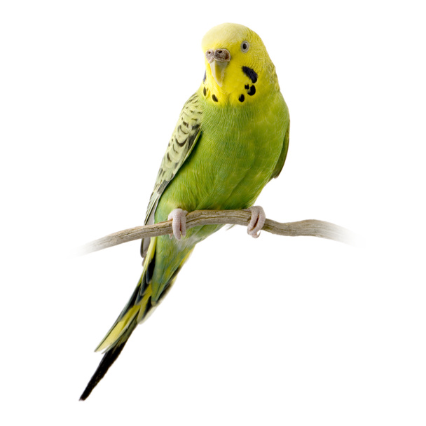 Yellow and green budgie - Photo, Image