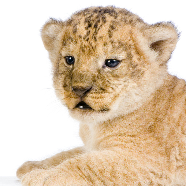 νεογέννητο λιονταράκι του c - Φωτογραφία, εικόνα