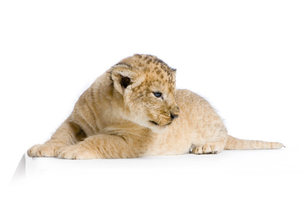 Lion Cub couché
 - Photo, image