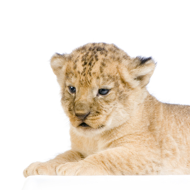 ダウン横たわるライオンの子 - 写真・画像