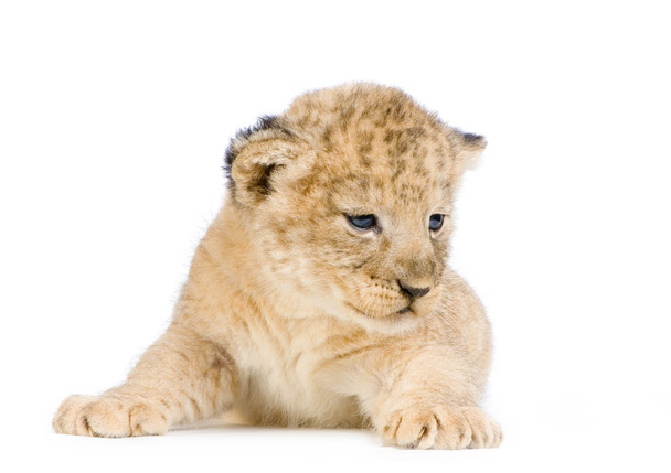 Lion Cub fekve - Fotó, kép
