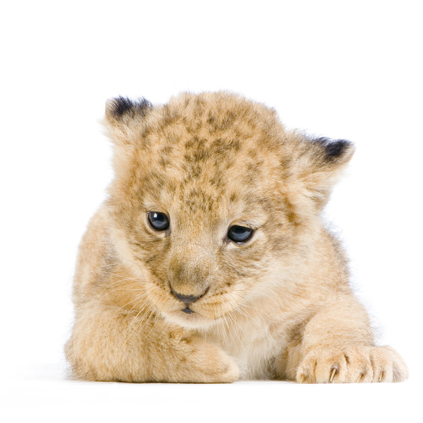 Lion Cub sdraiato
 - Foto, immagini