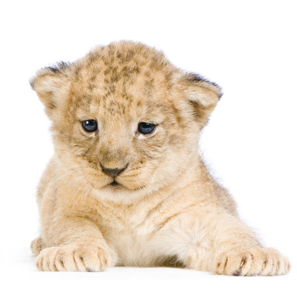 ダウン横たわるライオンの子 - 写真・画像